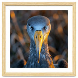 Great Blue Heron Closeup Dramatic Portrait thumbnail