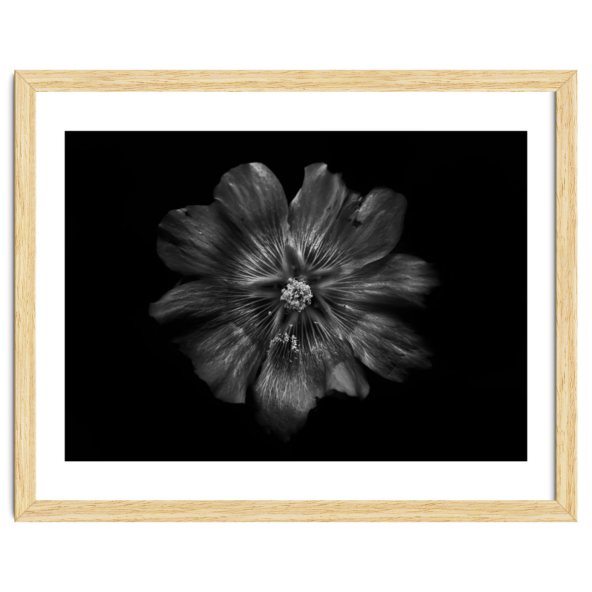 Backyard Flowers In Black And White 22