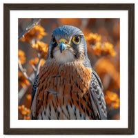 Close Up Of A Kestrel Bird Of Prey