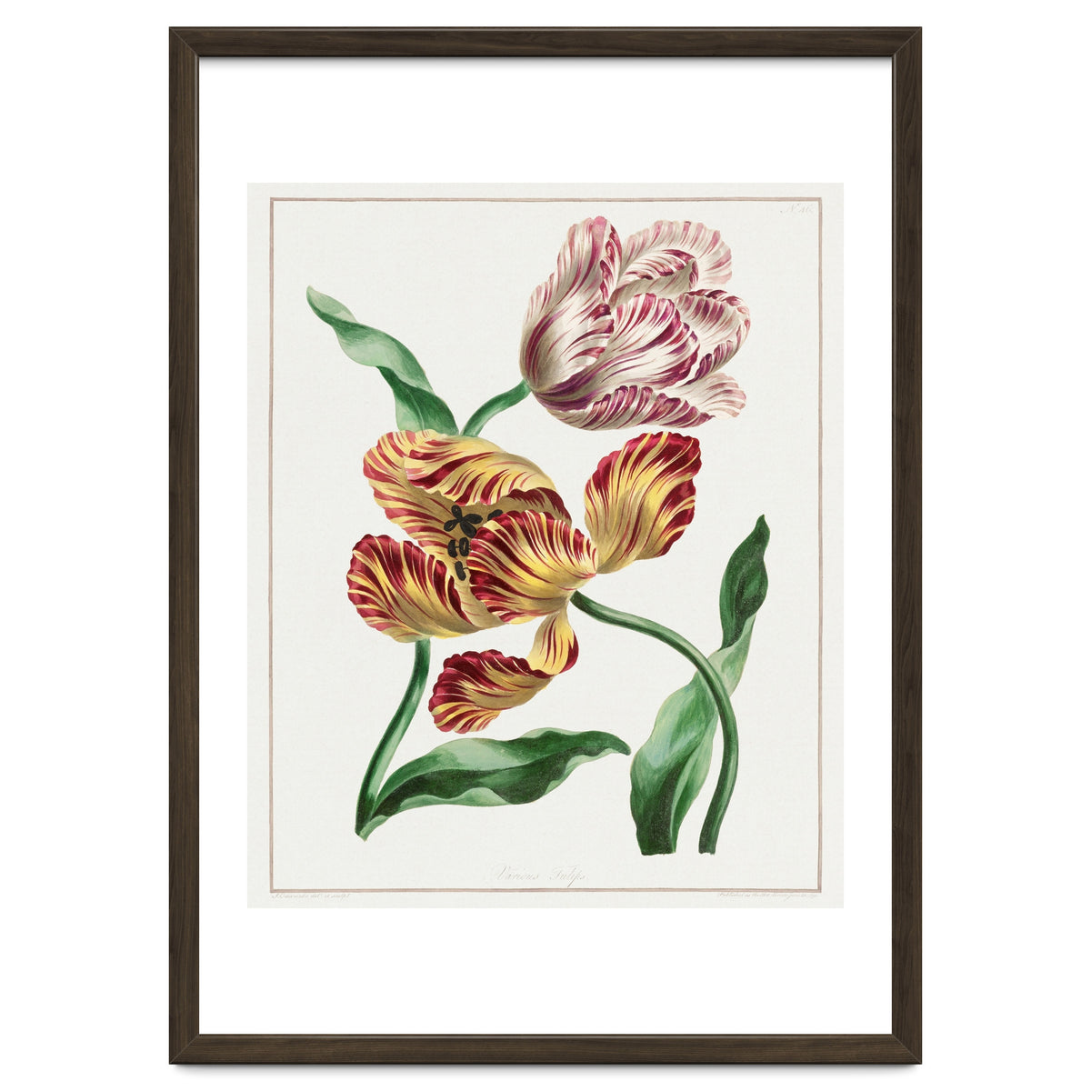 John Edwards – Various Tulips (1791)