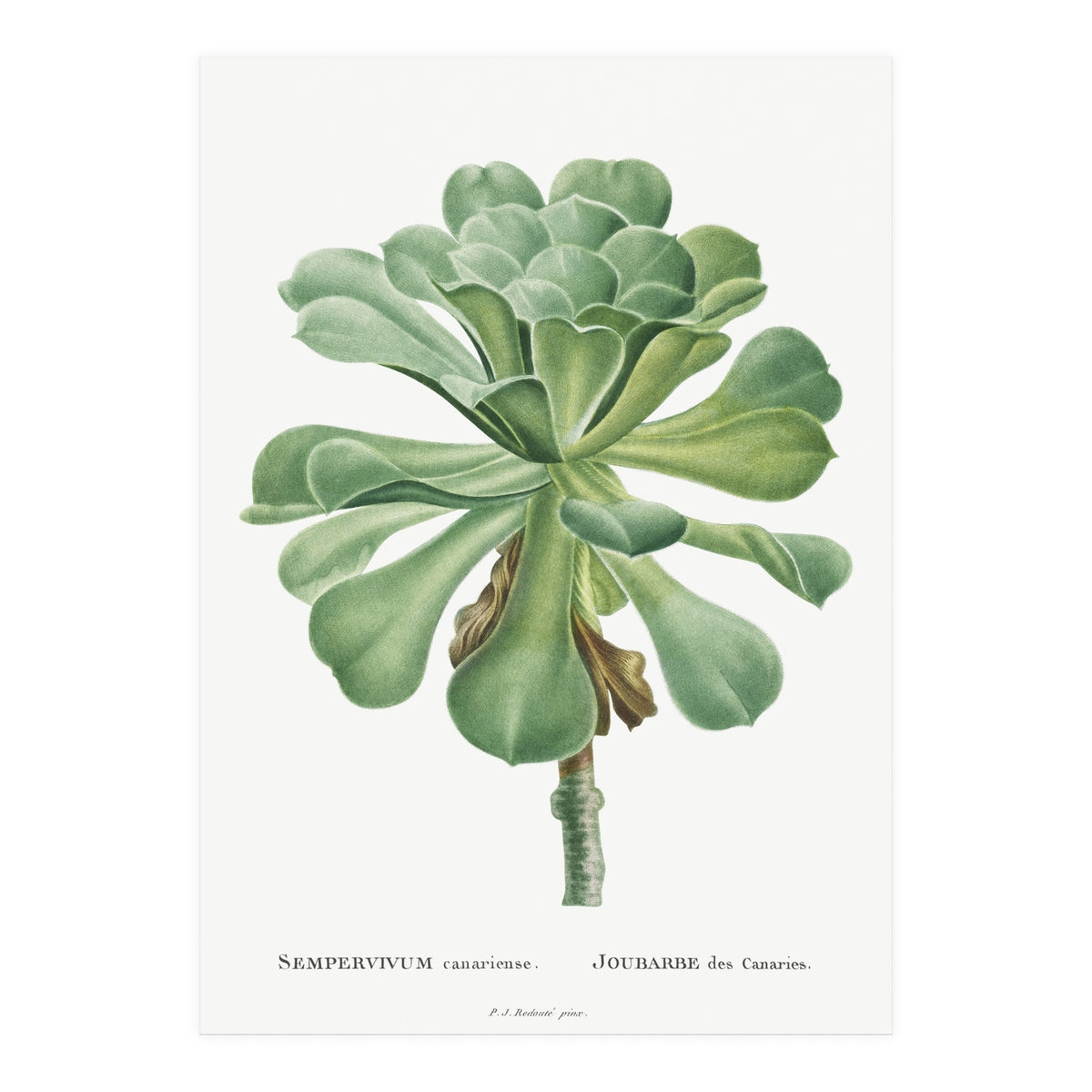 Pierre-Joseph Redouté – Sempervivum Canariense (1799) (Print Only)