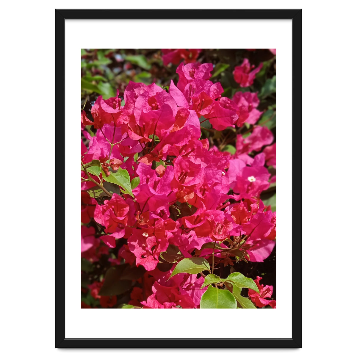 Pink Bougainvillea Flowers