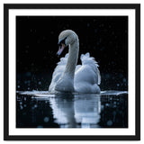 Majestic Swan Swimming In Dark Water thumbnail