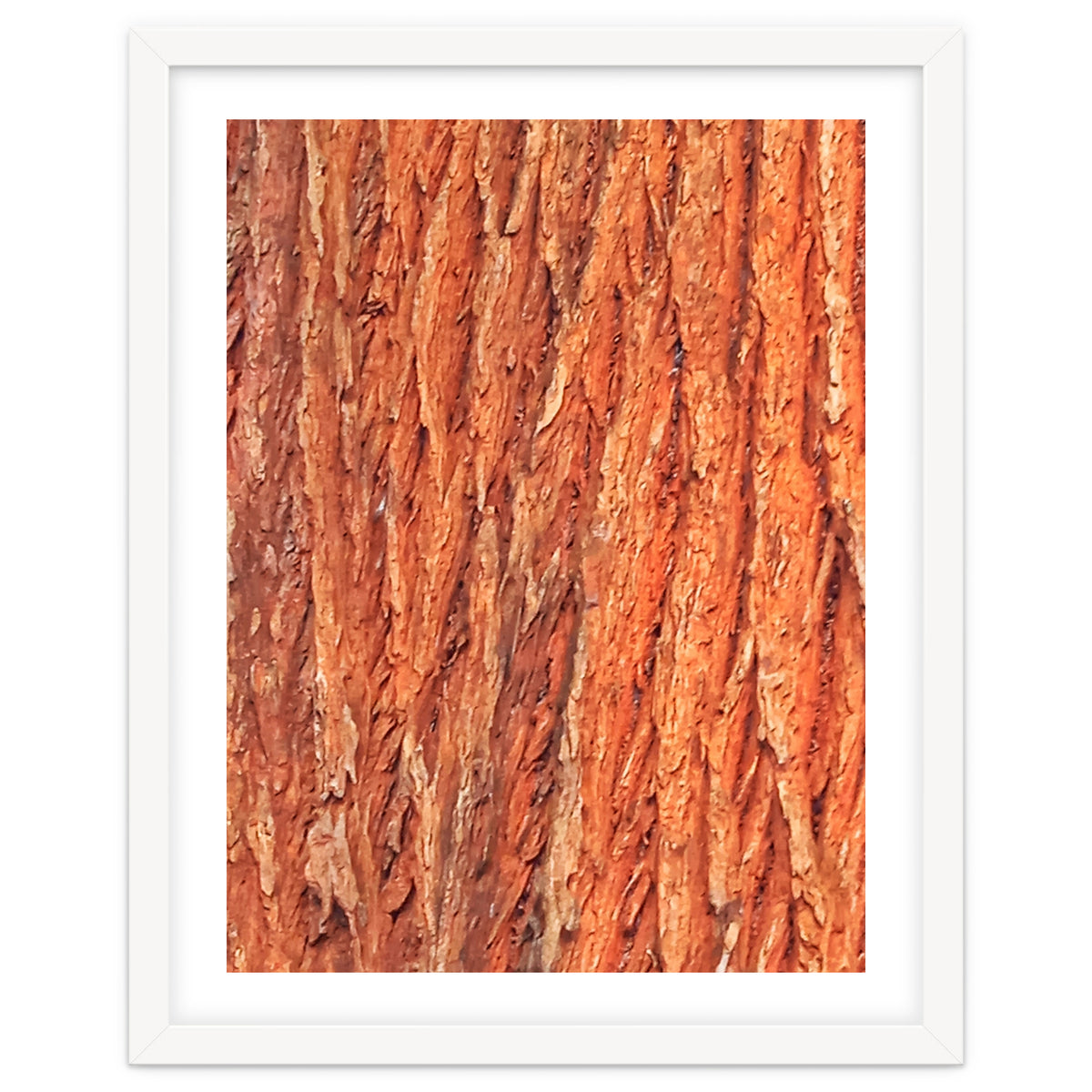 Tree Bark