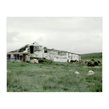 Sheep with a farmhouse - Iceland  (Print Only) thumbnail