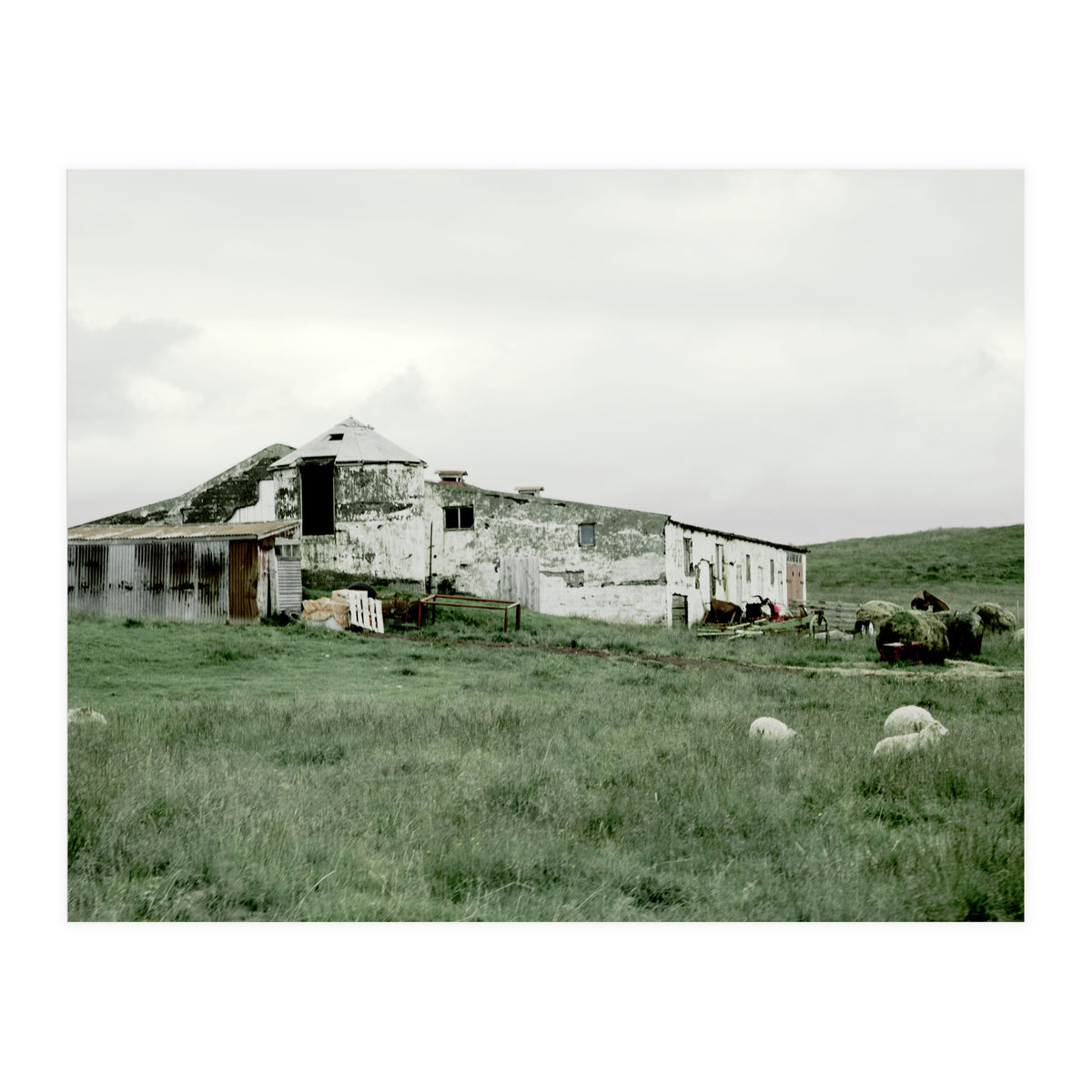 Sheep with a farmhouse - Iceland  (Print Only)