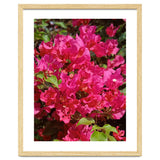 Pink Bougainvillea Flowers thumbnail