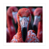 Close Up Of A Flamingo Bird Face, Pink Feathers (Print Only) thumbnail