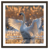 Swan Spreading Wings In Water Sunlight thumbnail