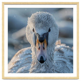 Close Up Of A Swan In Frost Winter Bird Close Up thumbnail