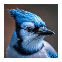 Close Up Portrait Of A Blue Jay Bird (Print Only)