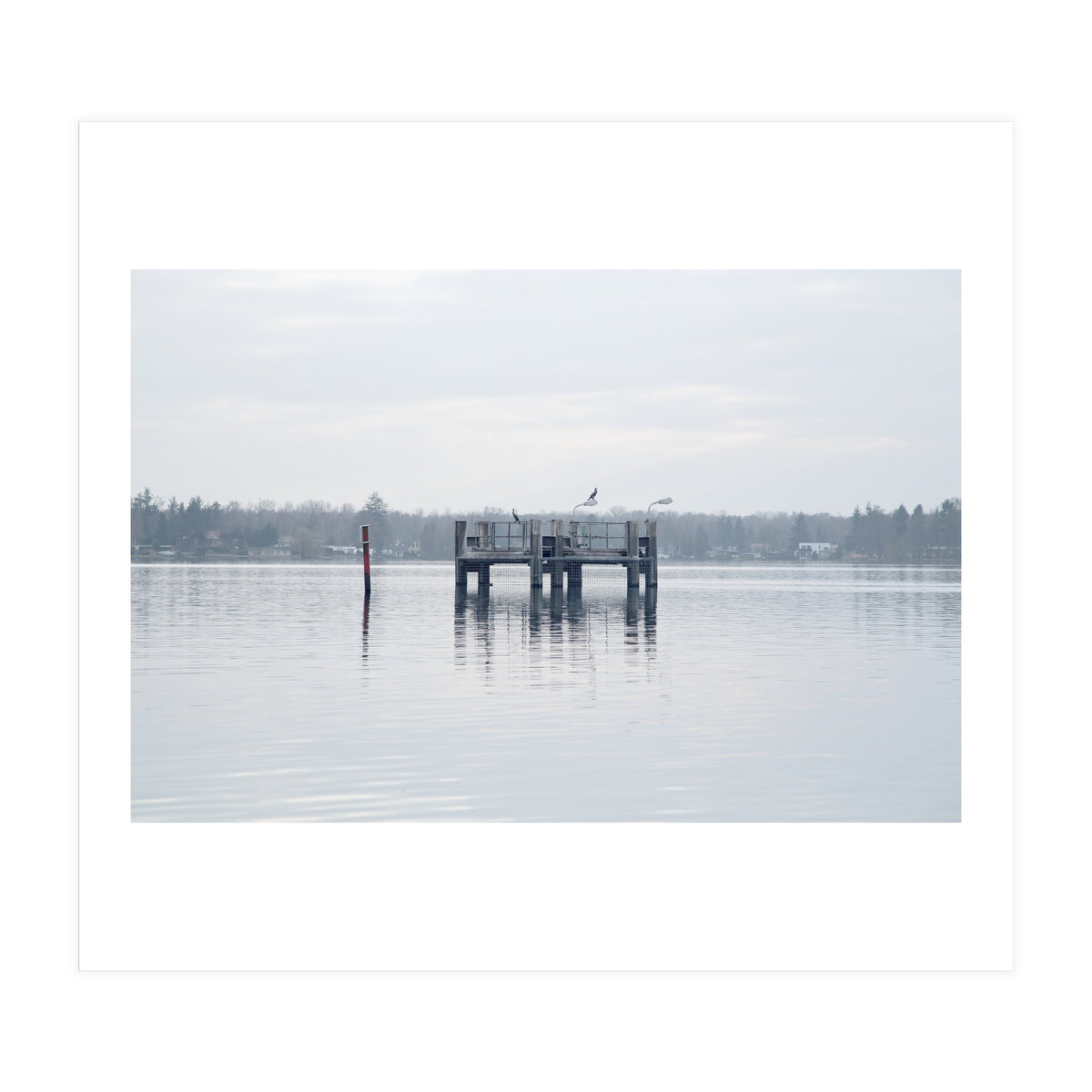 Birds rest in the Lake (Print Only)