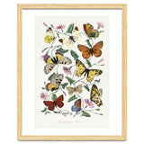Paul Gervais – Butterfly and Moth Natural History Illustration (1842) thumbnail