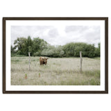 Cow in the farm thumbnail