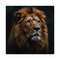Majestic Lion Portrait In Gentle Rain (Print Only)