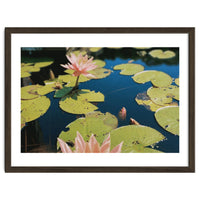 Lotus Pond | Landscape