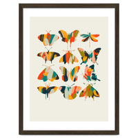 Colorful Butterflies