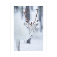 White Reindeer (Print Only)