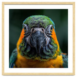 Blue And Gold Macaw Face Focused Portrait thumbnail