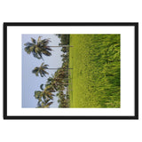 The Paddy Fields of Kerala, South India thumbnail