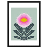 Chrysanthemum - turquoise and pink thumbnail