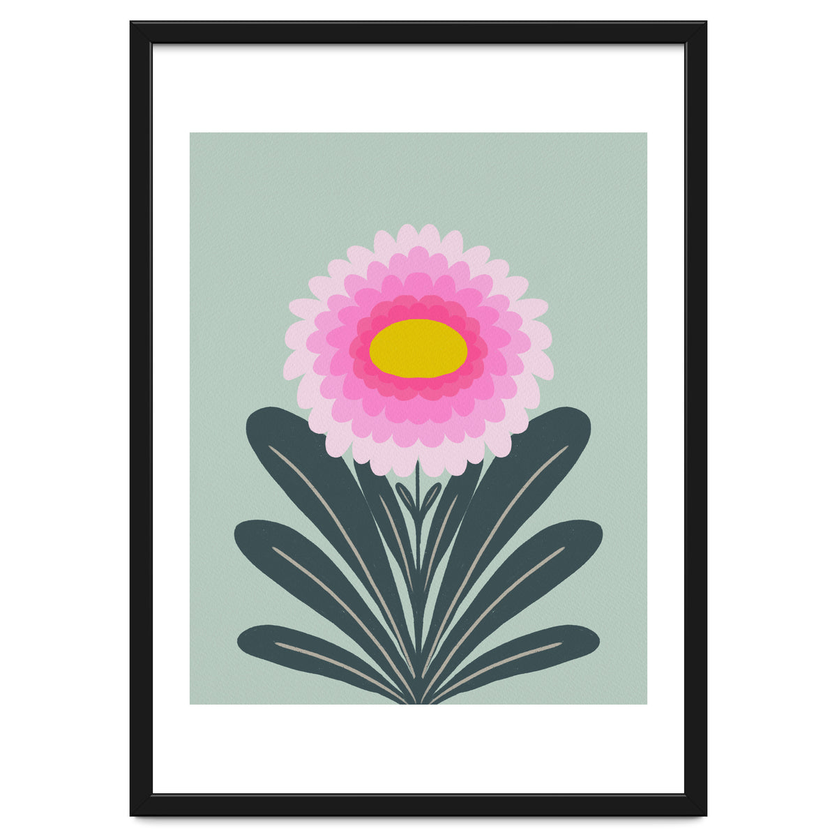 Chrysanthemum - turquoise and pink