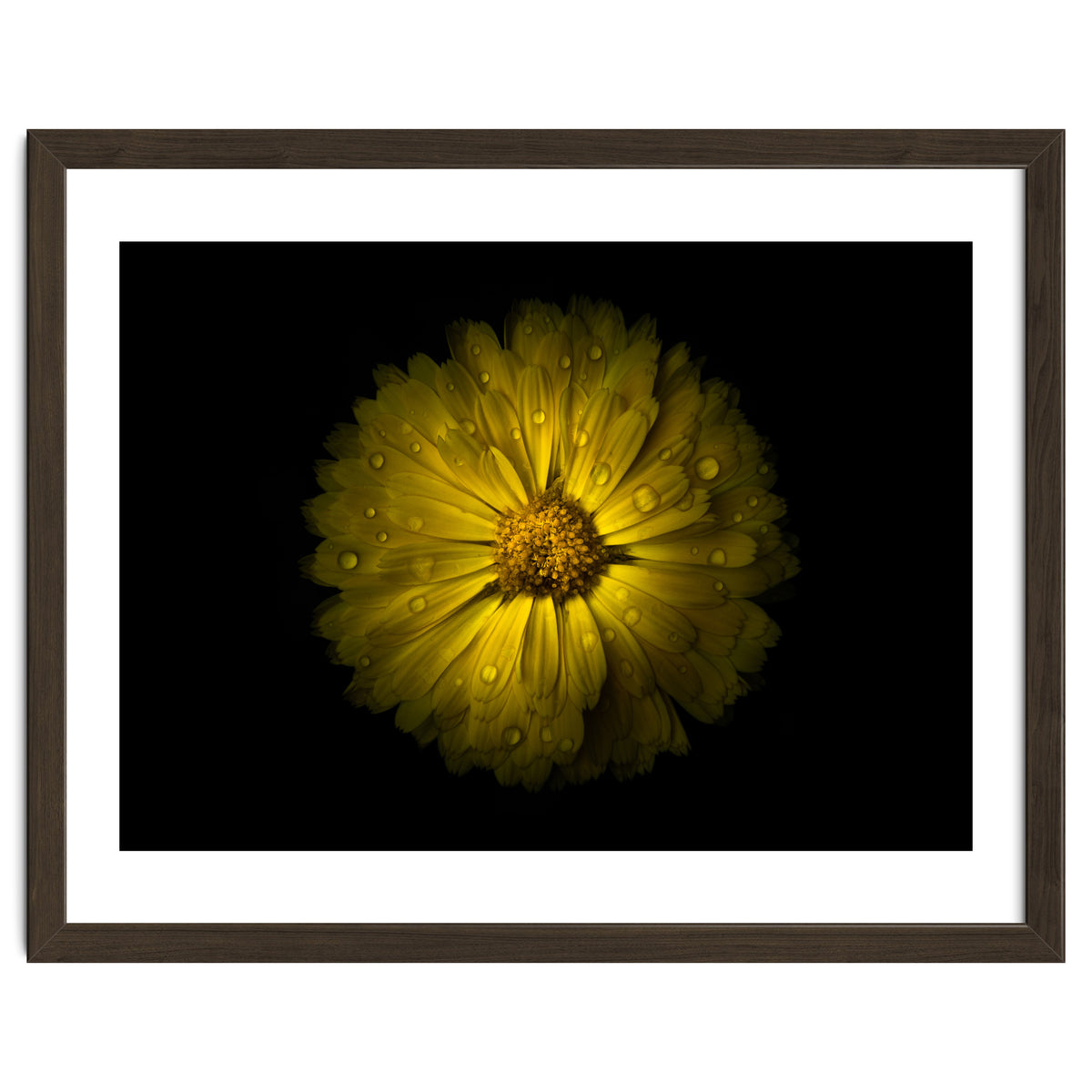 Backyard Flowers No 10 Color Version