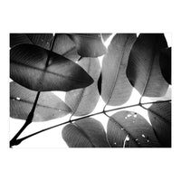 Branches and Leaves, 2016, 3 (Print Only)