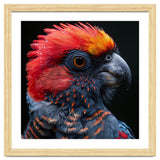 Black Palm Cockatoo Bird Close Up thumbnail