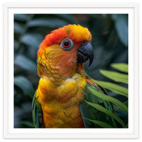 Close Up Of A Colorful Sun Conure Parrot