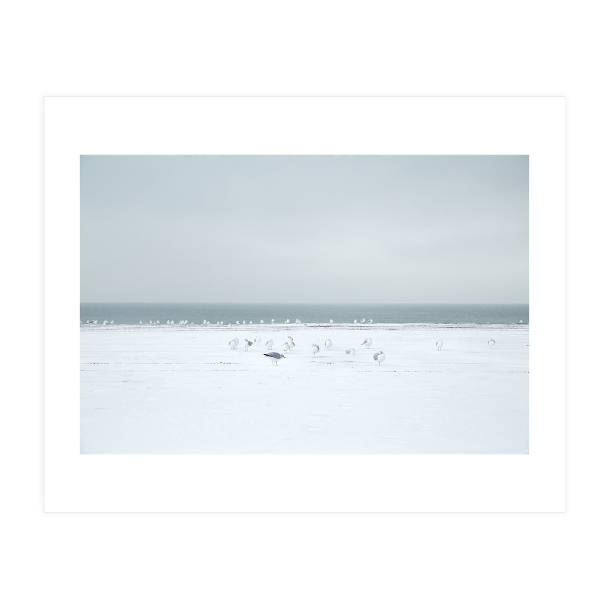 Seagulls in the Snow beach (Print Only)