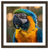 Blue And Gold Macaw Portrait Close Up thumbnail