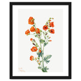 Mary Vaux Walcott – Scarlet Globe Mallow (Sphaeralcea grossulariaefolia) (1927) thumbnail
