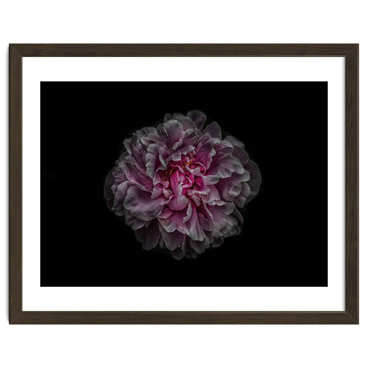 Backyard Flowers No 116 Color Version