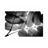 Branches and Leaves, 2016, 3 (Print Only)