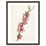 Royal Charles Steadman – Peach (Prunus persica) (1924) thumbnail
