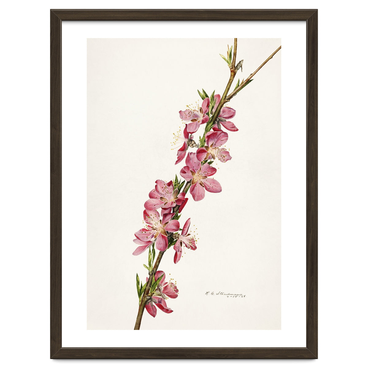 Royal Charles Steadman – Peach (Prunus persica) (1924)