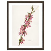 Royal Charles Steadman – Peach (Prunus persica) (1924)