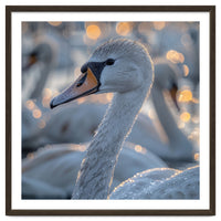 Majestic Swan Close Up With Water Droplets