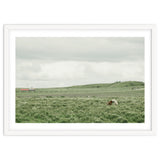 Horses in the middle of the green field - Iceland thumbnail