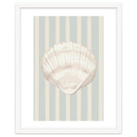 Sea shell