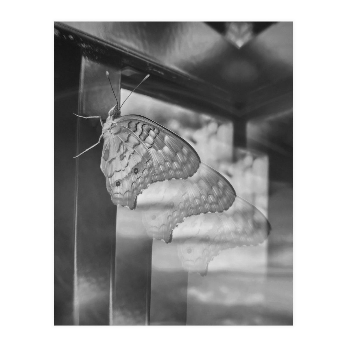 Evolving | Black & White (Print Only)