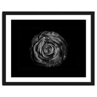 Backyard Flowers In Black And White No 72 with Border