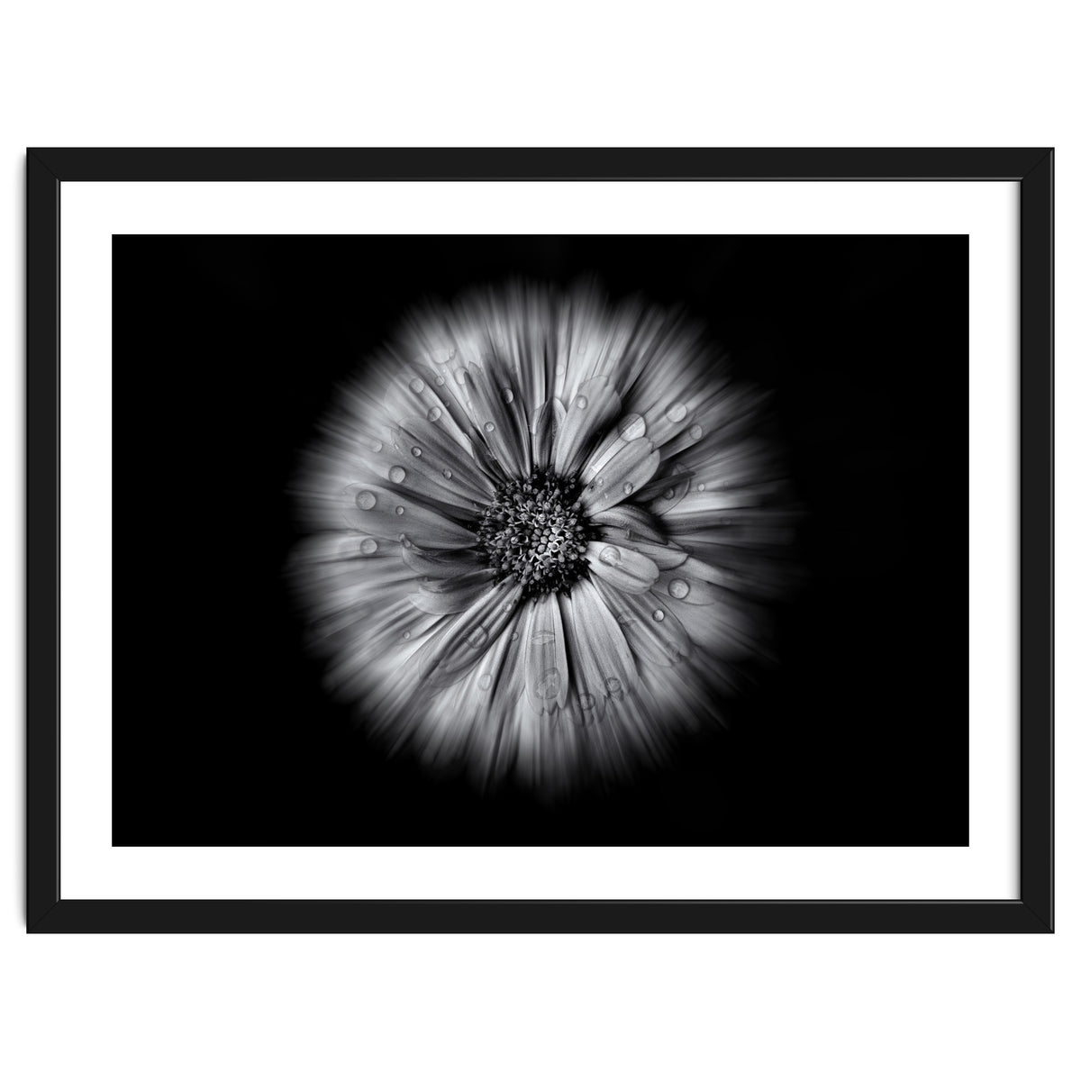 Backyard Flowers In Black And White No 10 Flow Version