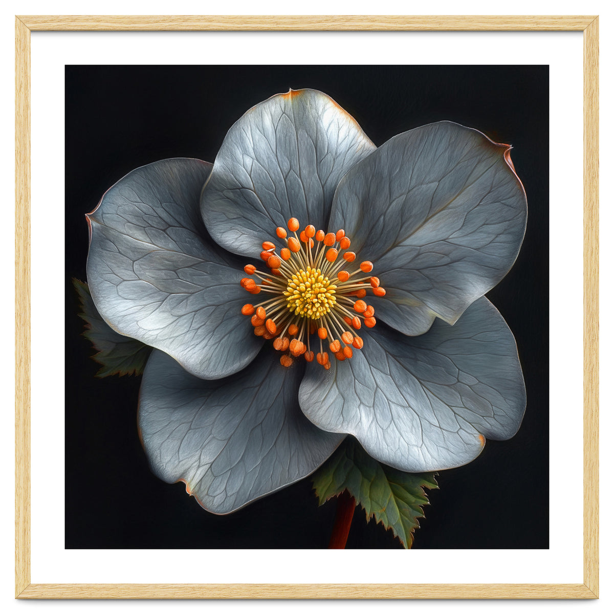 Hellebore | Silver Magic