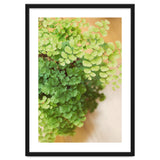 Maidenhair Queen thumbnail