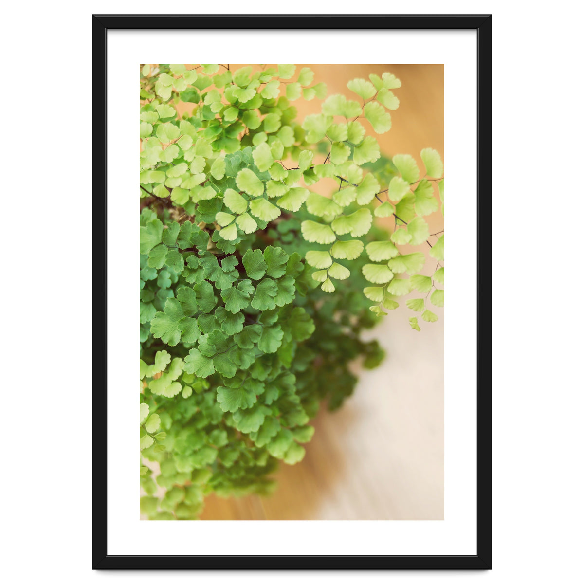 Maidenhair Queen