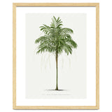 Oswald de Kerchove de Denterghem – Vintage Palm Tree Illustration (1878) thumbnail