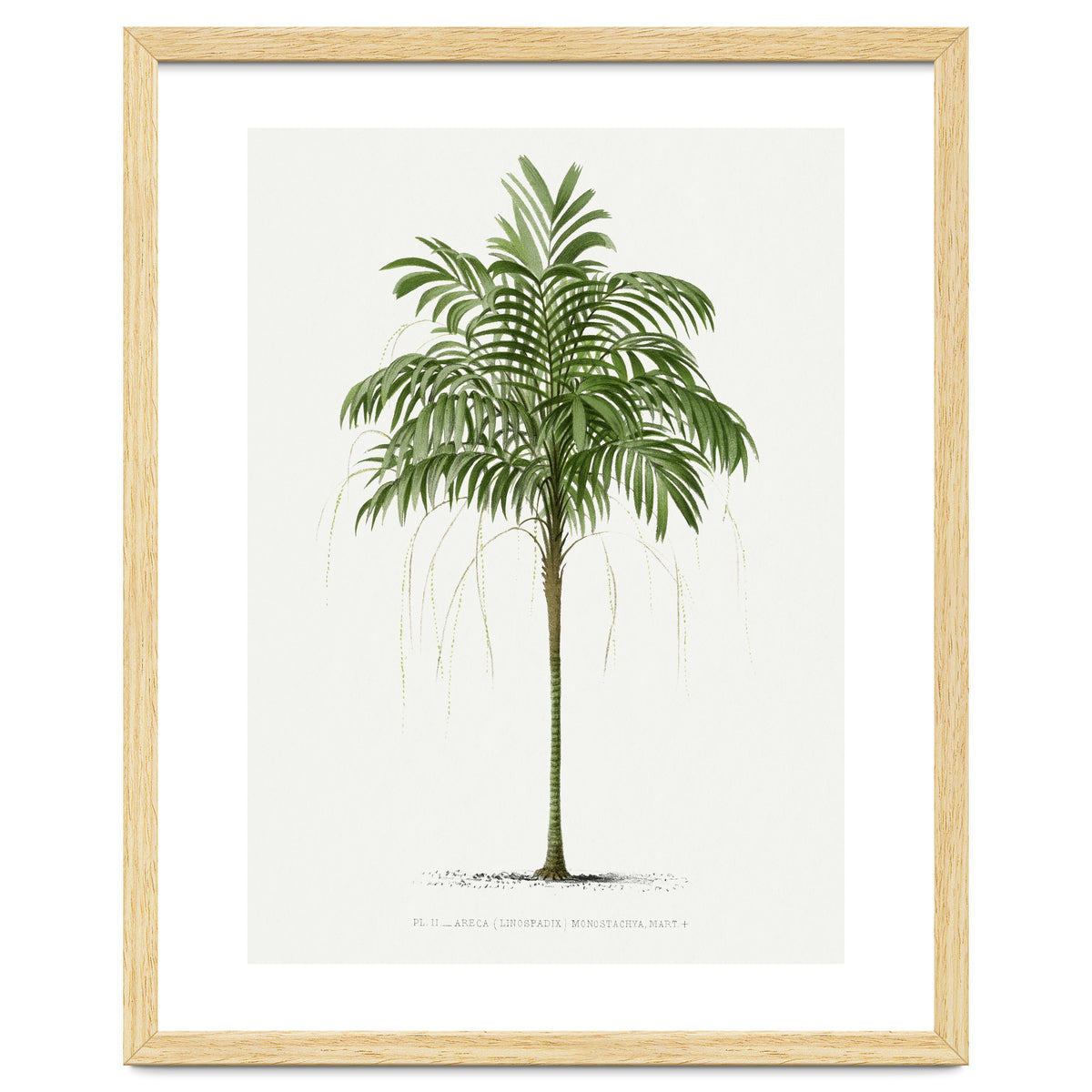 Oswald de Kerchove de Denterghem – Vintage Palm Tree Illustration (1878)