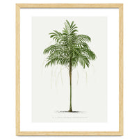 Oswald de Kerchove de Denterghem – Vintage Palm Tree Illustration (1878)